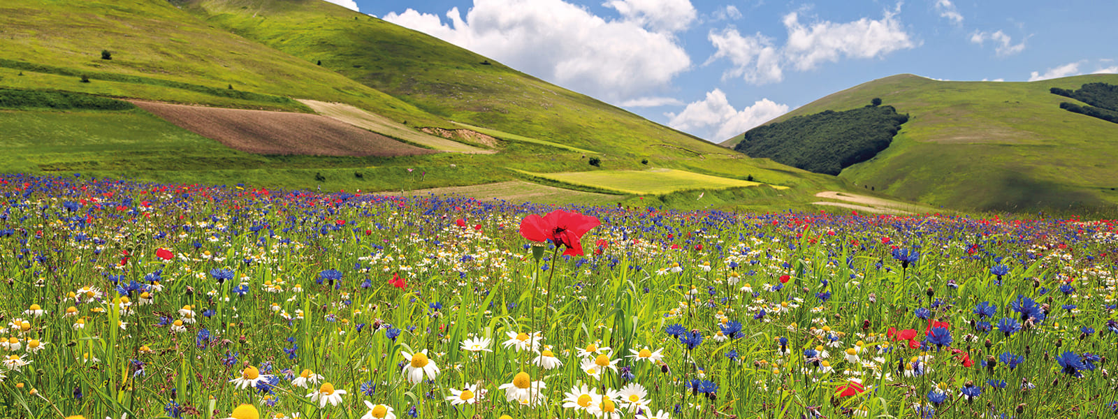 La Fioritura di Castelluccio di Norcia